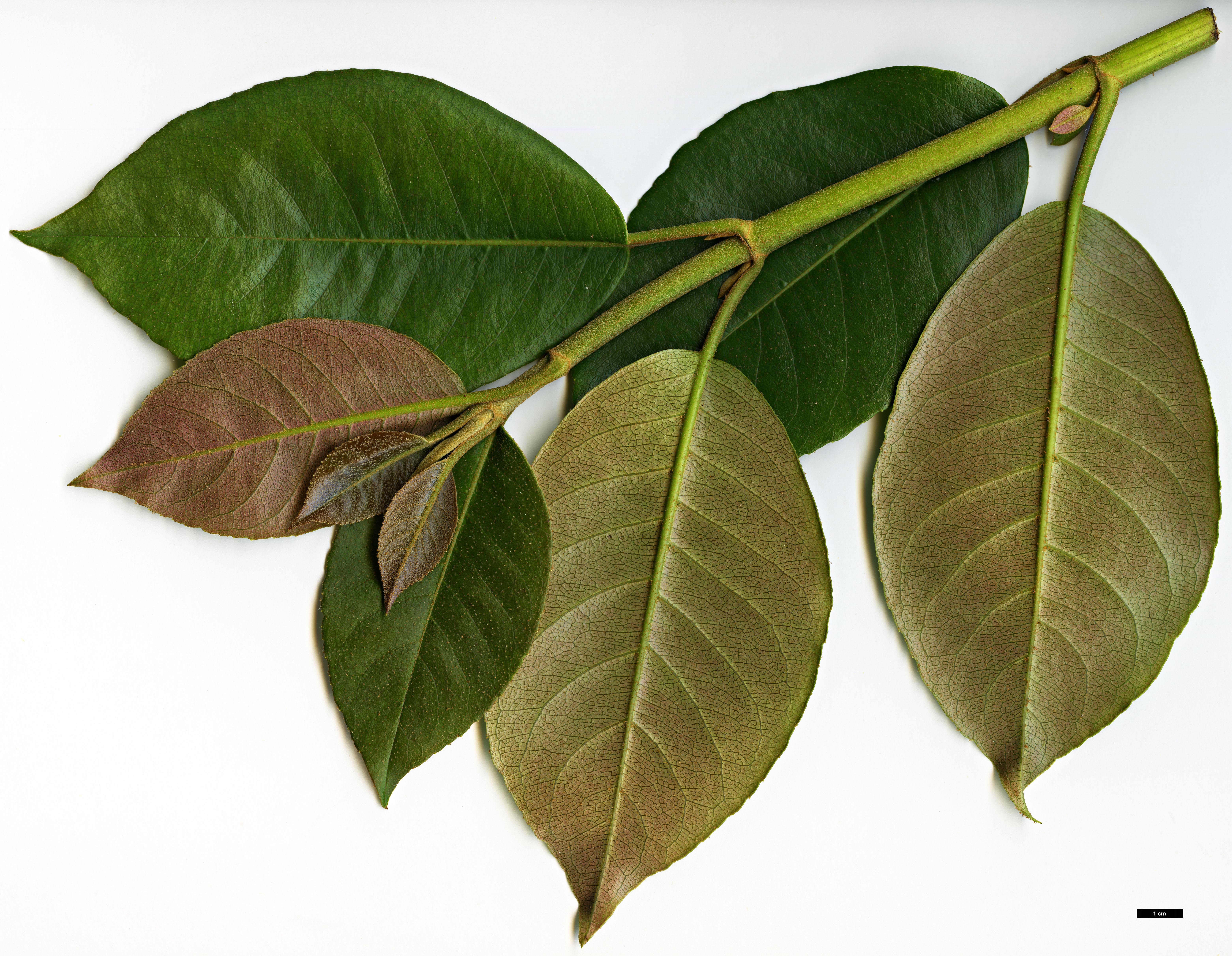High resolution image: Family: Hydrangeaceae - Genus: Hydrangea - Taxon: peruviana × H.serratifolia High resolution image: Family: Hydrangeaceae - Genus: Hydrangea - Taxon: peruviana × H.serratifolia